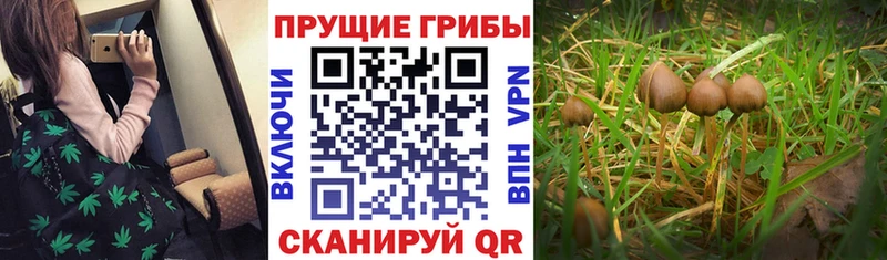 Псилоцибиновые грибы GOLDEN TEACHER  Красноармейск 